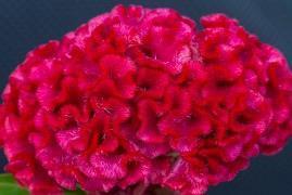 虎年春节宣传标语(精选46句)