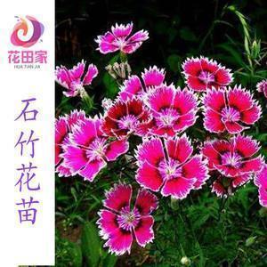 描写烟花的唯美古诗词