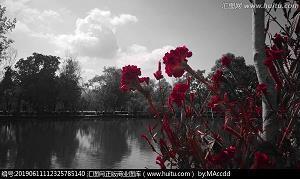 稻子成熟的季节发朋友圈(精选40句)