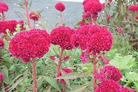 用沉默代替一切的一句话一句话心情一句话大全_关于心情语录27句