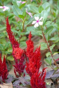 描写华山的句子