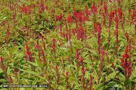 内心孤独彷徨迷茫的句子精选30句