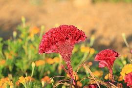 开学加油鼓励的句子幼儿园(精选68句)