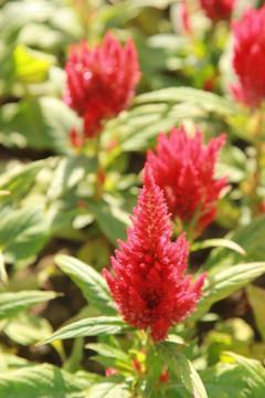 2021最美早安句子(精选49句)