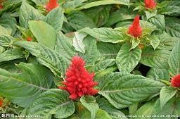 再好的友情也会变淡的短句子10句