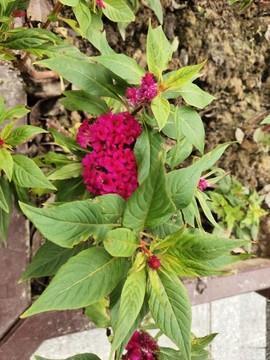 早上好问候语对女朋友收集29句