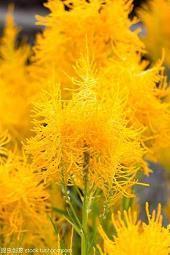 表达爱意满满的文案 富有诗意表达爱意的句子(精选44句)