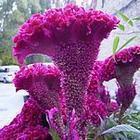 每天开心的正能量句子