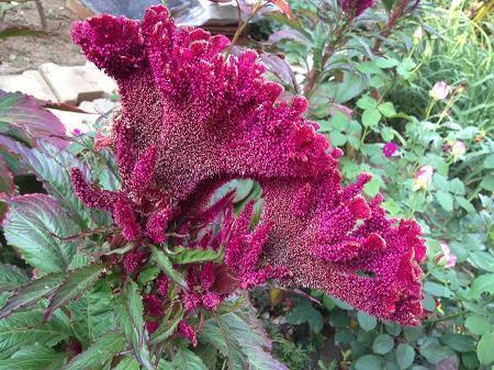 表现人物开心的句子和词语