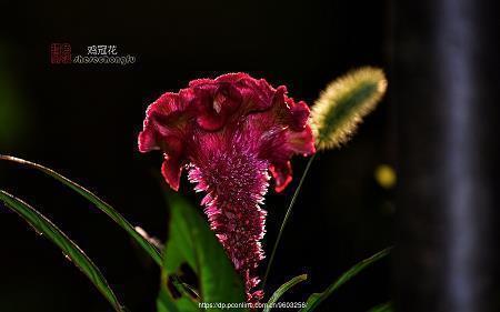 送给教师节的说说
