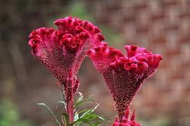 关于冬天优美的短句