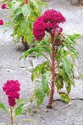 教师节暖心祝福语大全2021年(精选86句)