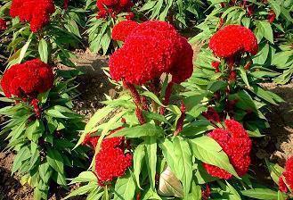 关于下雪开心的句子 雪天里玩耍开心的句子