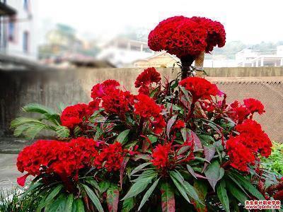 表示心里忧伤的句子