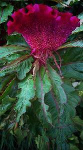 描写单纯美好的句子汇总54句