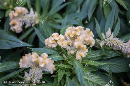 烟花的唯美句子 烟花像极了爱情句子(精选47句)