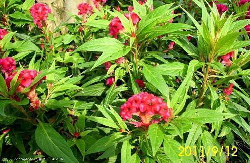 诗人的经典爱情语录