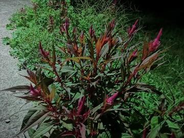 简短精致的晚安心语 发朋友圈的晚安句子精选75句