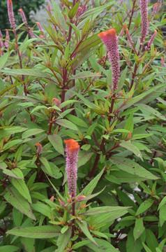 痛得让人心碎的短句子