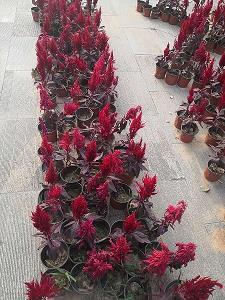 和兄弟喝酒开心的句子