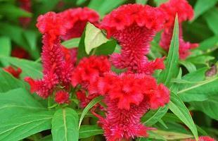 八月十五中秋节赏月祝福句子文案(精选51句)