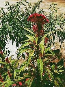 表达失落伤感的心情句子