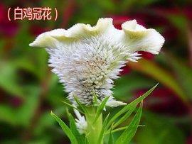 简短的禅意句子 适合朋友圈的佛系句子精选70句