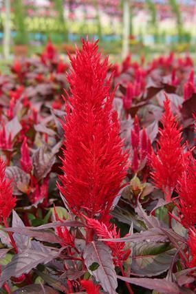 经典中英文句子71句