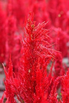 三八妇女节朋友圈文艺祝福文案