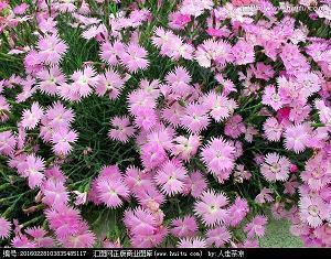 520发朋友圈的唯美句子32句