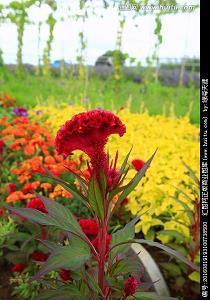 描写春分的优美语录大全