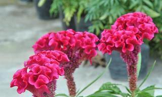 缺钱文雅的句子