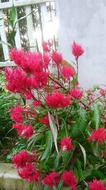 描写谷雨的唯美句子2021年合集89句