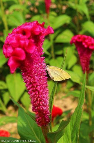 真诚有创意的经典七夕求婚表白句子