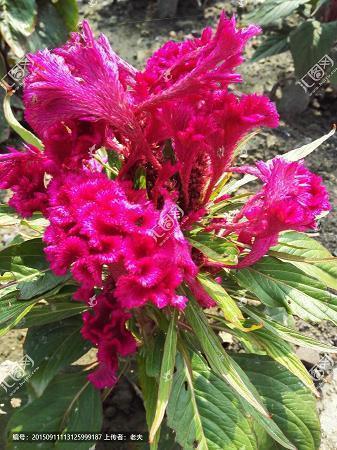 腊八节唯美句子15句