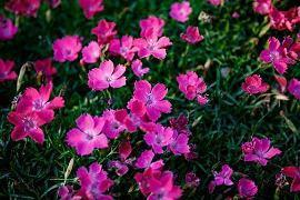 放弃的唯美句子