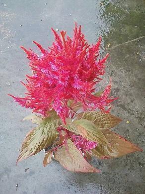 关于旅行的英文句子90句