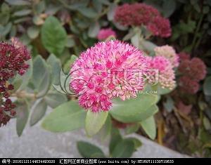 2021早上好的问候唯美句子(精选58句)