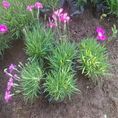 表达思念朋友的句子96句