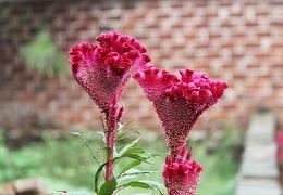 描写春节开心的句子