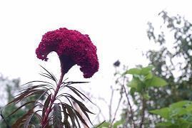 纳兰容若的爱情句子