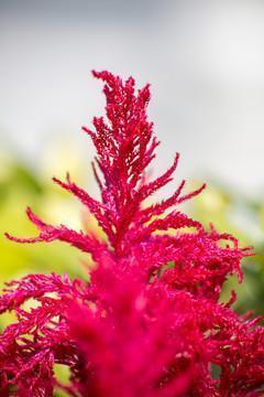 描写花的优美句子45句