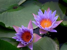 经典唯美句子赏析