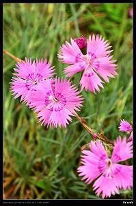 表示心灵美的句子50句