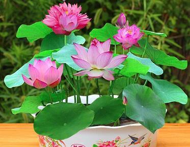 祝妈妈生日快乐暖心话大全_简短生日句子(精选13句)