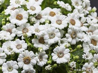古风唯美句子大全集
