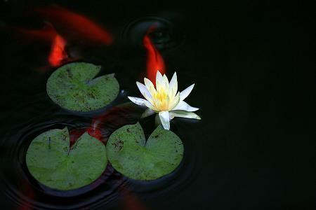 早上问候女朋友的情话 最浪漫的早安问候语(精选57句)