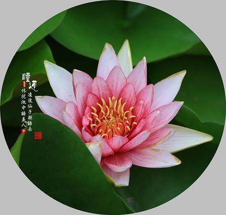 晚安心语唯美句子,晚安经典语录汇总80句