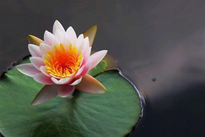 每日晨语发朋友圈早安正能量语录精选38句