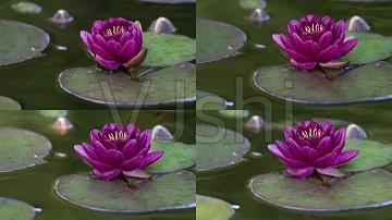 表达今天心情好的句子 充满阳光的句子合集76句